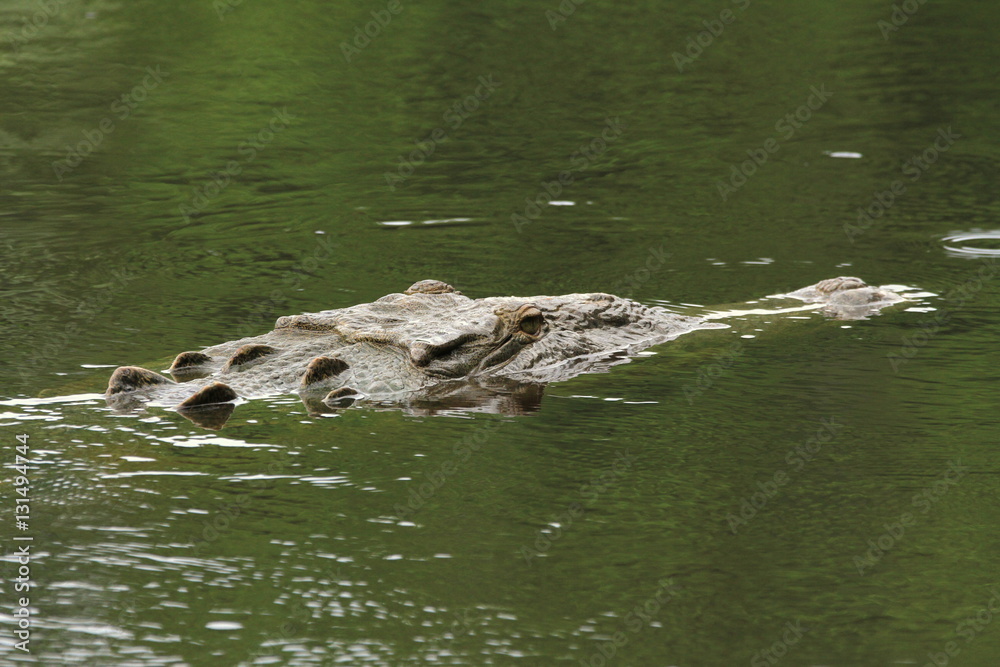 crocodile in costarica crocodile in costarica