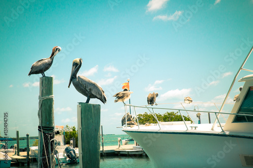 Toned nautical scene with pelicans on wooden post at pier with boat in the background