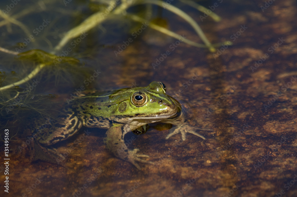Frog sitting in water in pond with head over water Frog sitting in water in pond with head over water