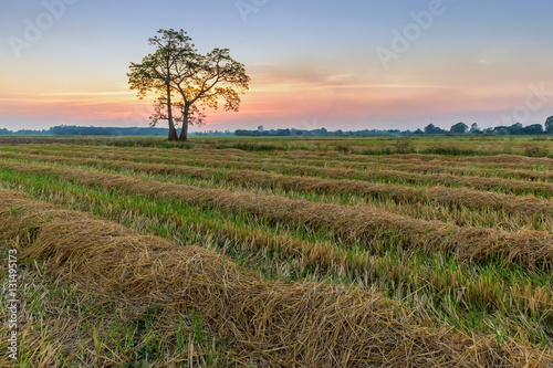 The sunset behind a tree stands alone in the cornfield