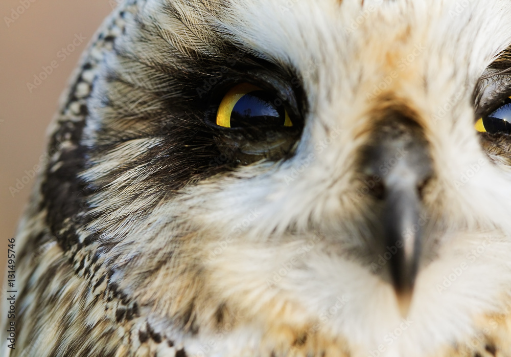 Obraz premium Short-eared Owl