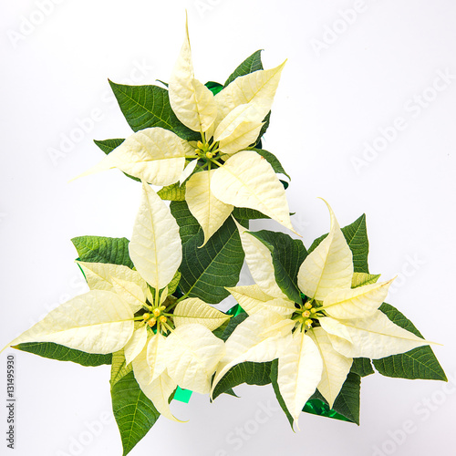 Weisser Weihnachtsstern - Euphorbia pulcherrima