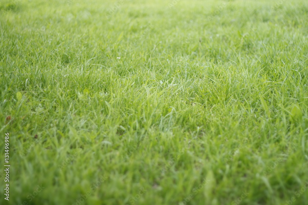 grass green meadow glade