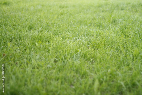 grass green meadow glade