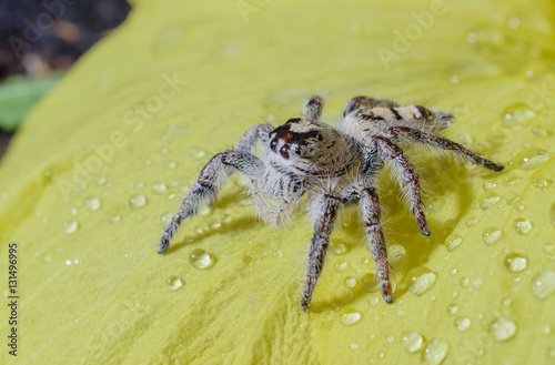 Beautiful spider perched on yellow flower 