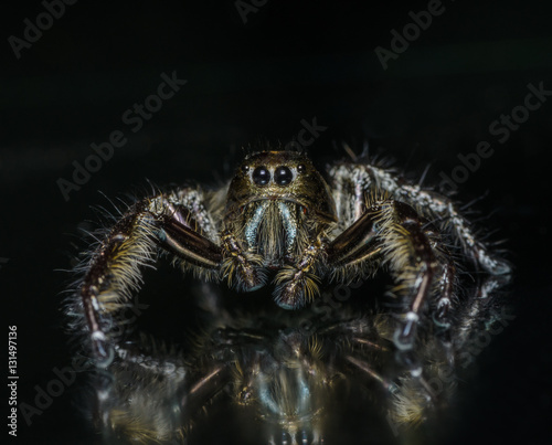 Beautiful spider perched on the floor.