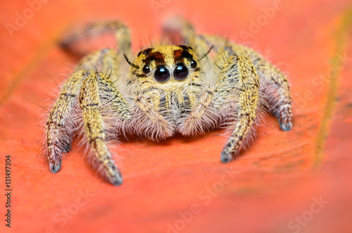 Beautiful spider perched on red background.