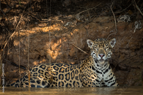 Jaguar resting in water looking