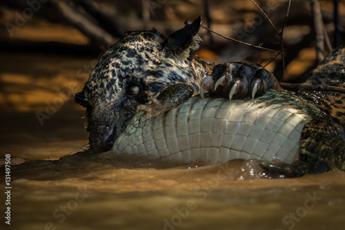Jaguar killing caiman in water