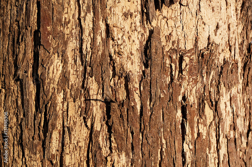 Brown tree bark for background