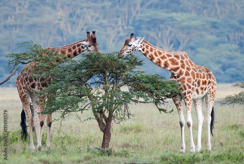 two adult giraffe in the African savannah