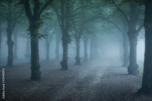 Misty morning parkway