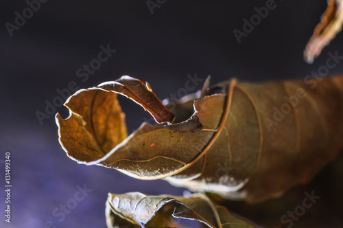 Withered autumn leaf macro
