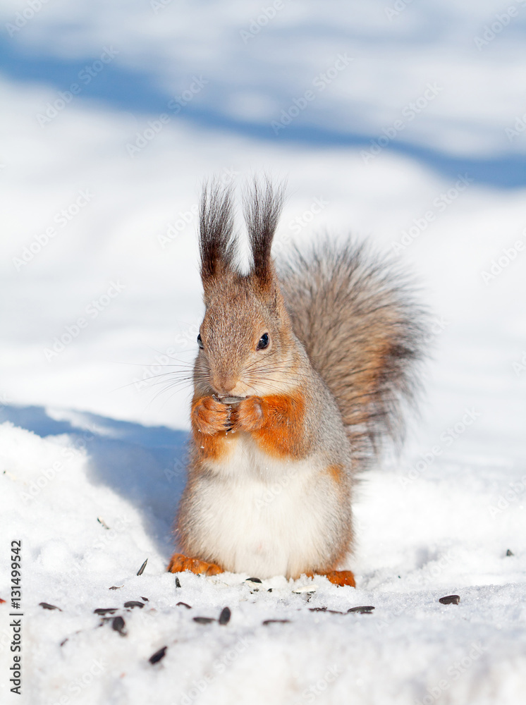 squirrel in winter squirrel in winter
