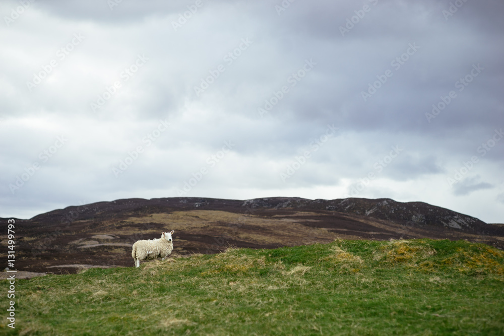 Sheep in Scotland (2)