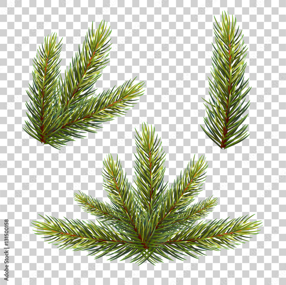 Spruce branch with cones. Vector illustration, isolated on transparent ...