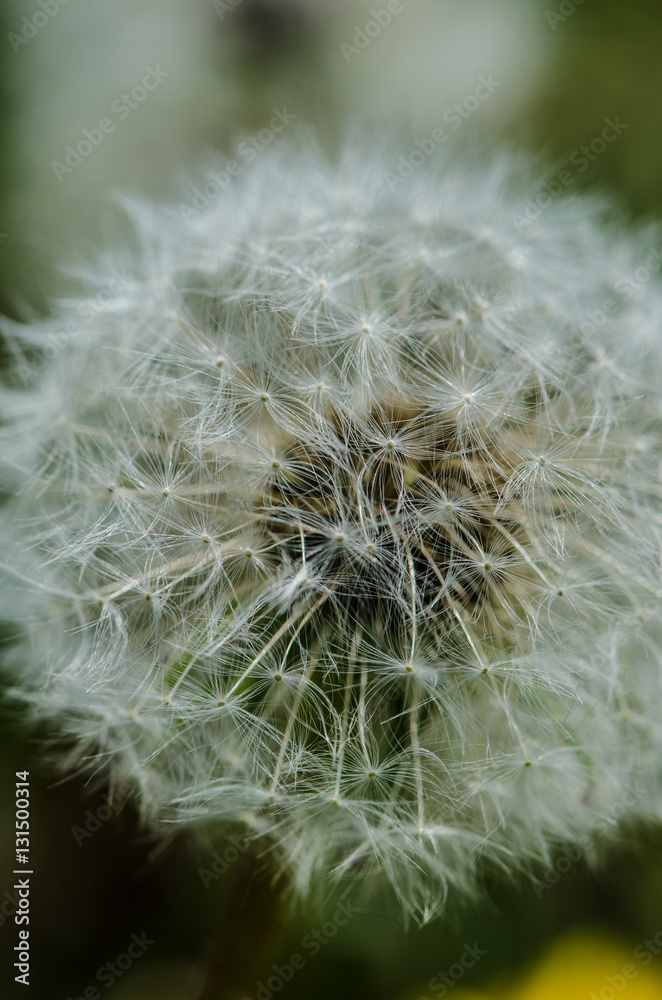 Fototapeta premium White fluffy dandelion close up