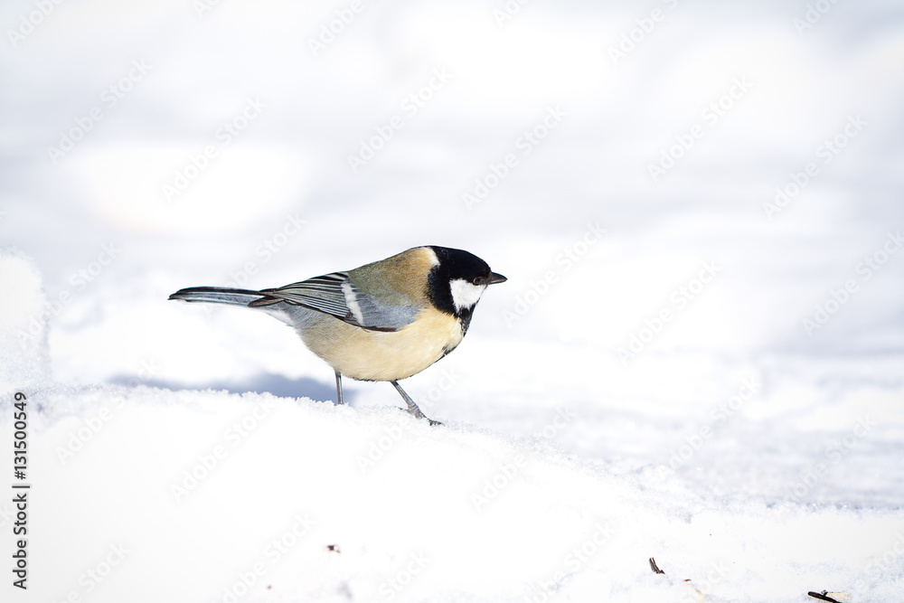 Fototapeta premium great tit