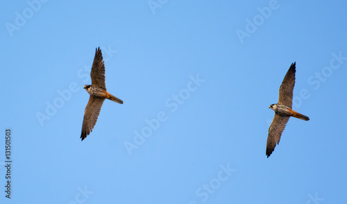 Adult Eurasian hobbies flying near their nest