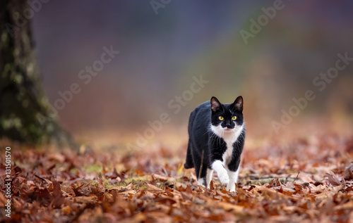 Fototapeta Naklejka Na Ścianę i Meble -  hunting cat