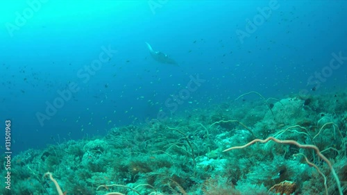 Wallpaper Mural Colorful coral reef with a manta ray and plenty fish. 4k footage Torontodigital.ca