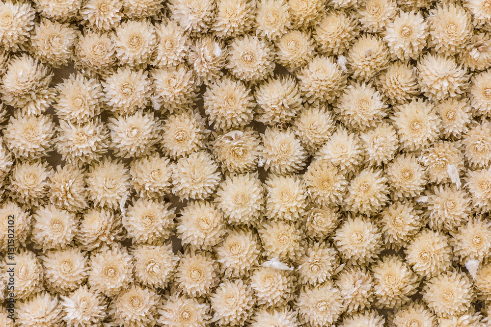 amaranth amaranth