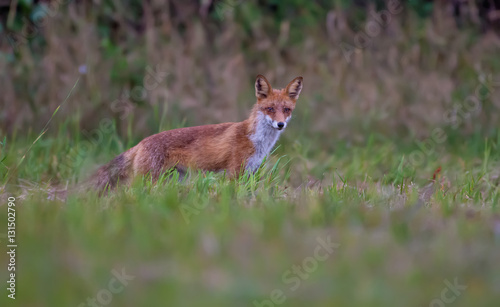Fototapeta Naklejka Na Ścianę i Meble -  Red fox hunting in grass