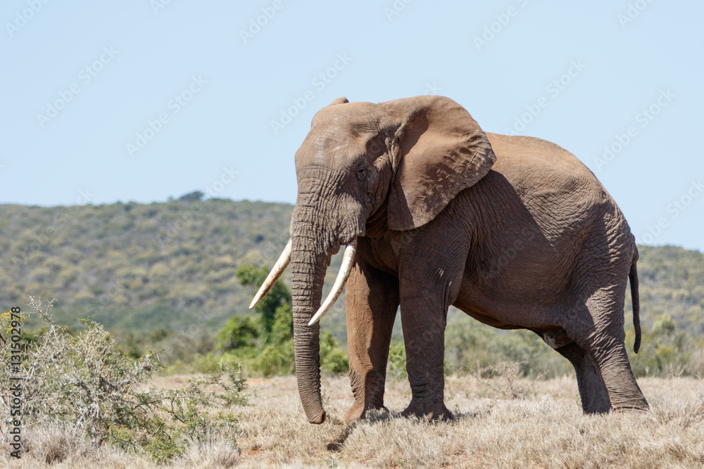 Fototapeta premium Bush Elephant standing with his big tusk