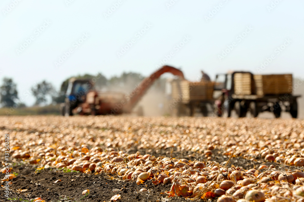 Fotografie Field with onions for harvest