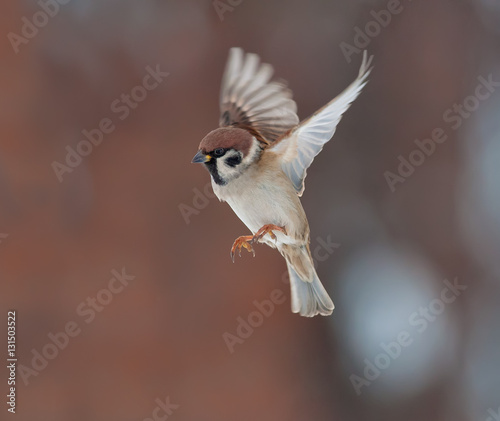 Tree sparrow in flight at winter
