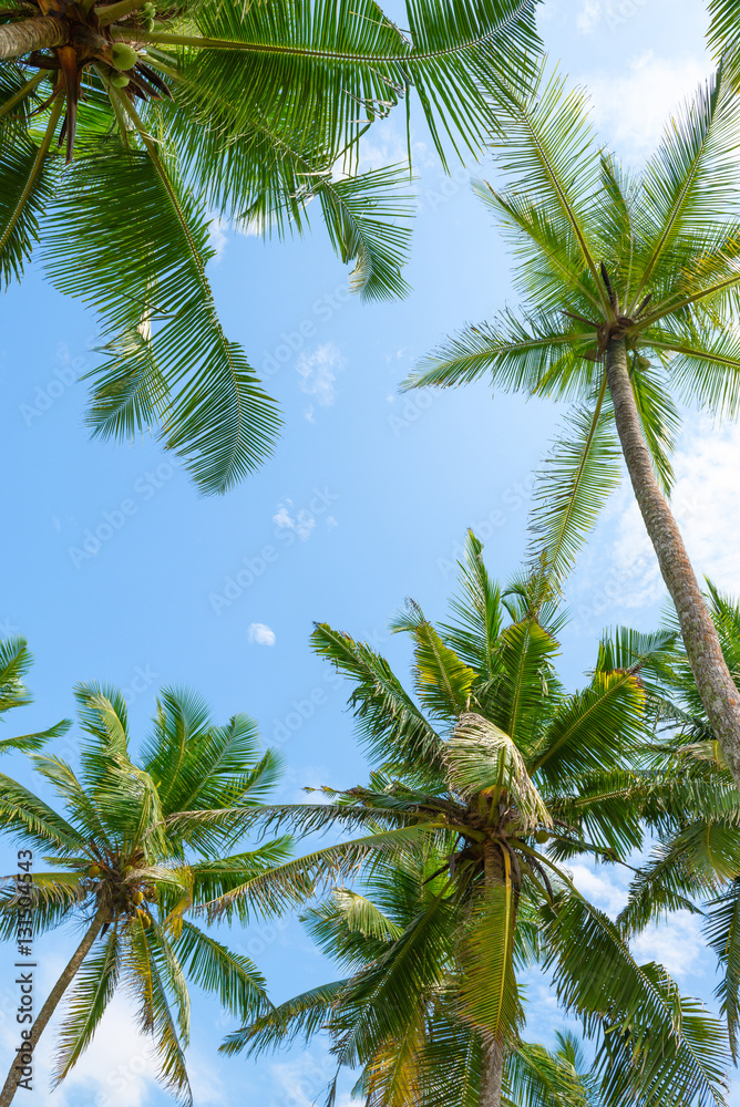 Fototapeta Exotic tropical palm trees at summer, view from bottom up to the sky at sunny day