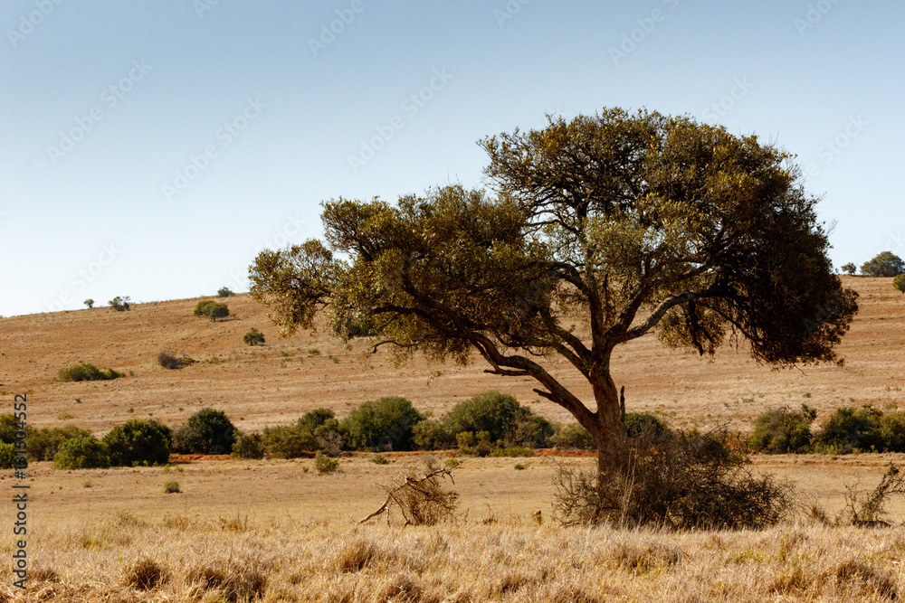 Fototapeta premium Shade tree in the field