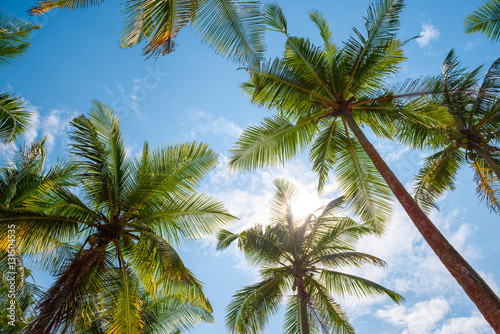 Exotic tropical palm trees at summer  view from bottom up to the sky at sunny day