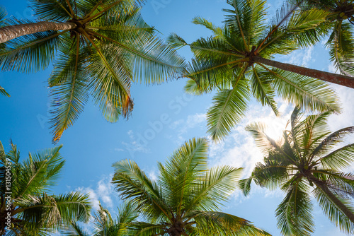 Exotic tropical palm trees at summer  view from bottom up to the sky at sunny day