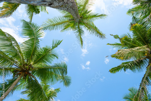 Exotic tropical palm trees at summer  view from bottom up to the sky at sunny day