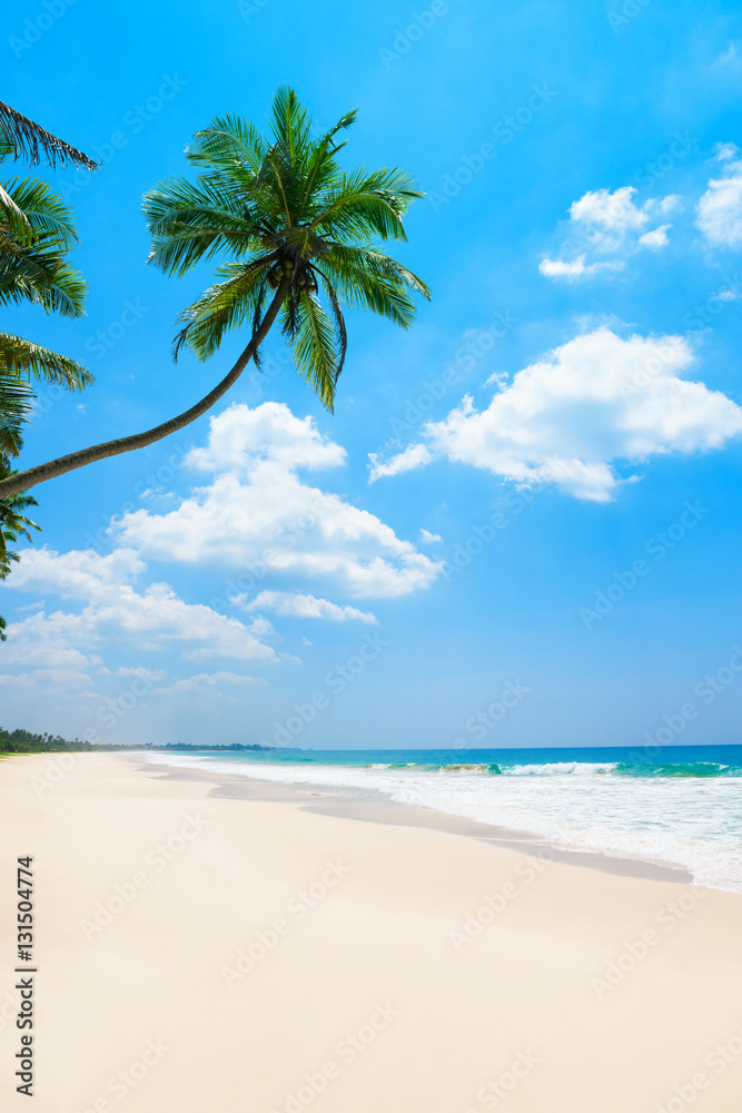 Fototapeta premium Palm tree on the long clean tropical ocean beach at sunny day