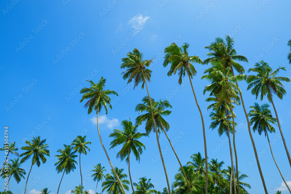 Palm trees over blue sky background on tropical beach