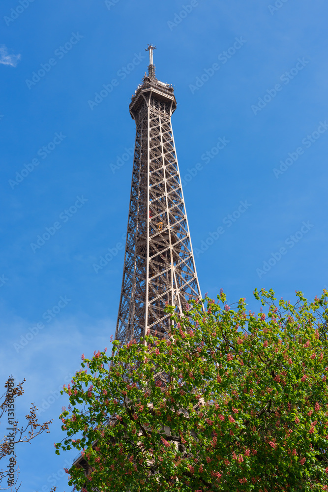 Eiffel Tower through a spring flowering trees in Paris France