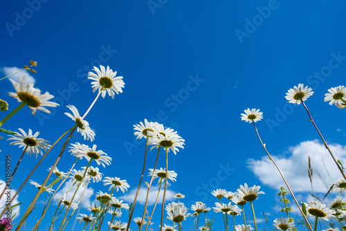 Fototapeta Naklejka Na Ścianę i Meble -  Summer meadow with daisy flowers and grass, view from the ground