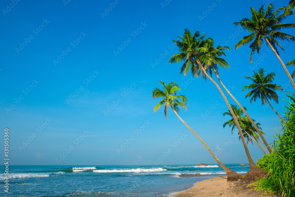 Obraz premium Tropical palm trees on ocean beach at day light time