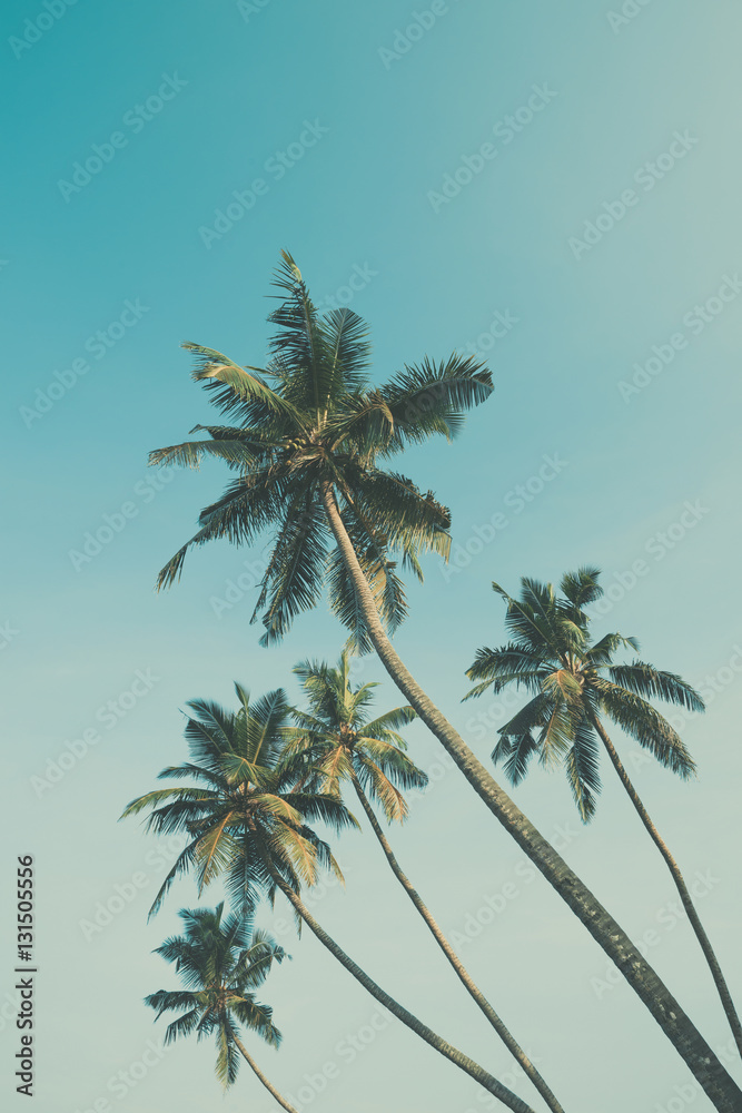 Fototapeta premium Palm trees vintage color stylized