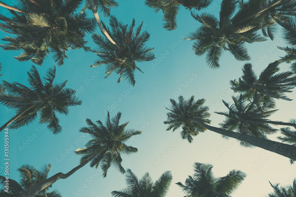 Fototapeta premium Vintage toned tropical palm trees at summer, view from ground up to the sky
