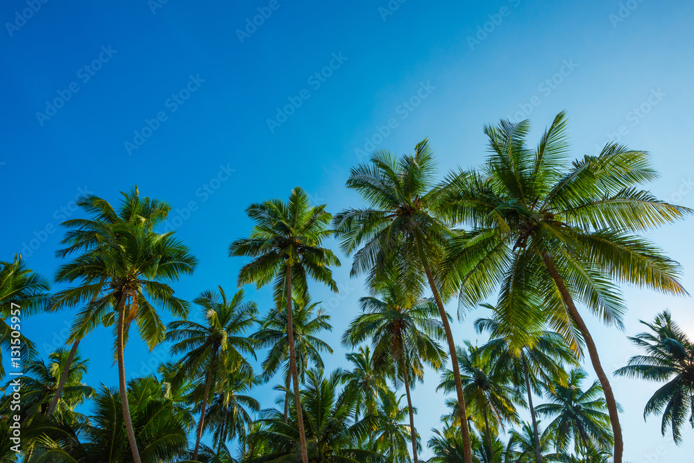 Tropical coconut palm trees at sunny summer day with blue sky background