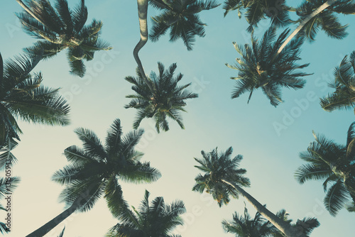 Vintage toned tropical palm trees at summer, view from bottom up to the sky