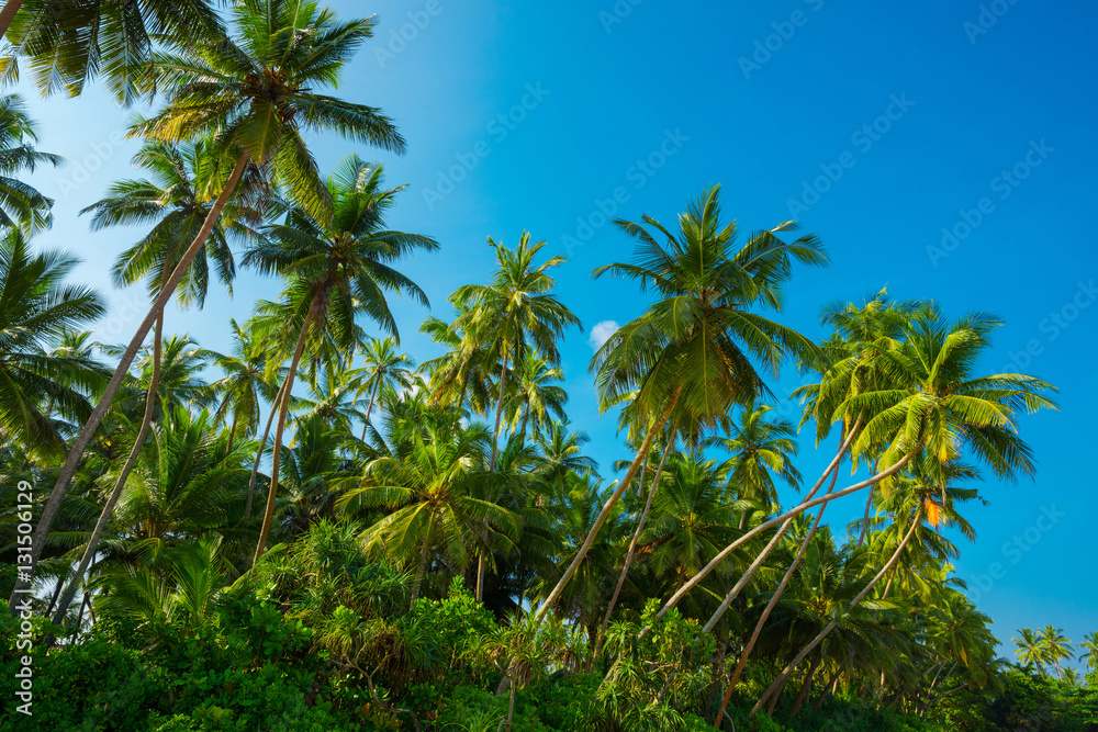 Untouched remote tropical beach with palm trees and blue sky background at sunny summer day time