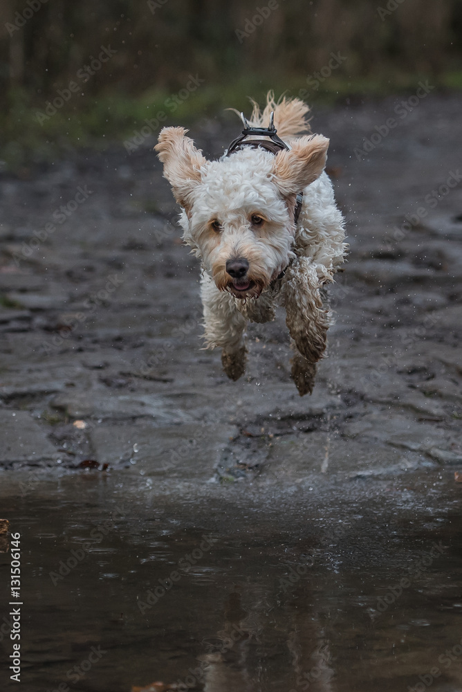 Hund springt über Bachlauf Stock-Foto | Adobe Stock