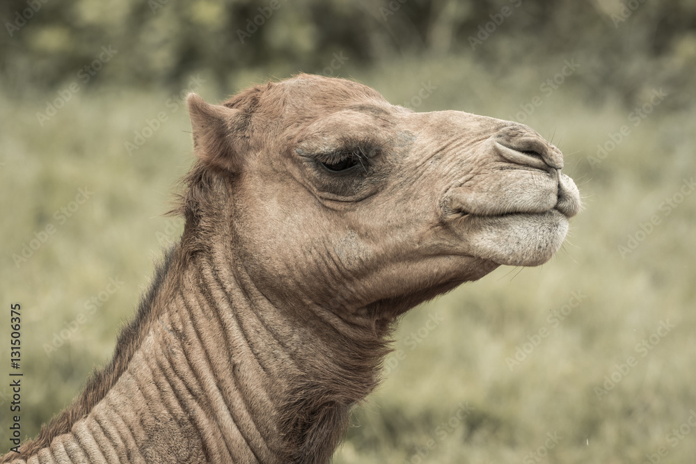 Fototapeta premium Camel's head.