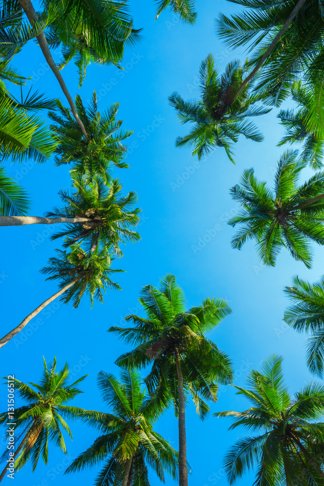 Idyllic green tropical palm trees with coconuts at a clear sunny summer day with a blue sky
