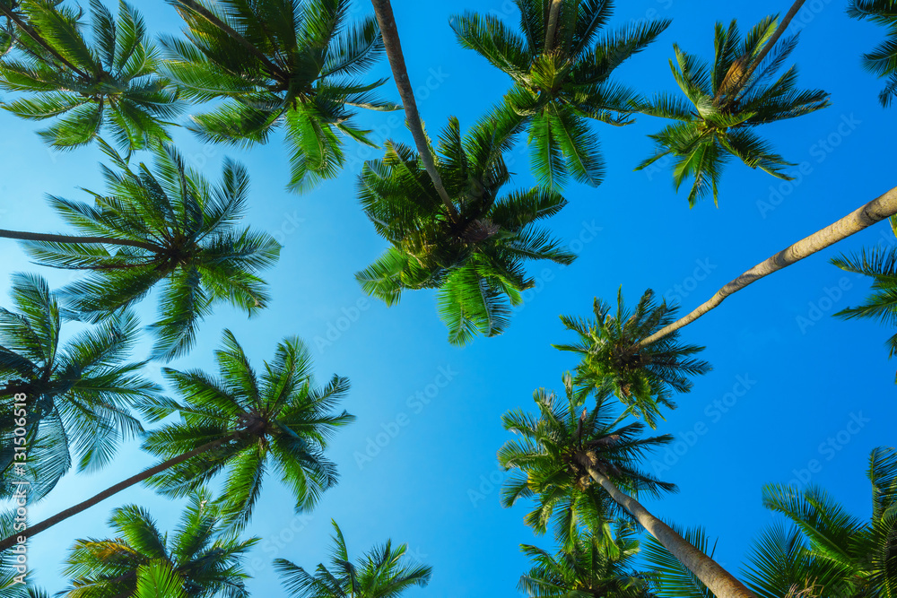 Obraz premium Idyllic looking green tropical palm trees with coconuts at a clear sunny summer day with a blue sky