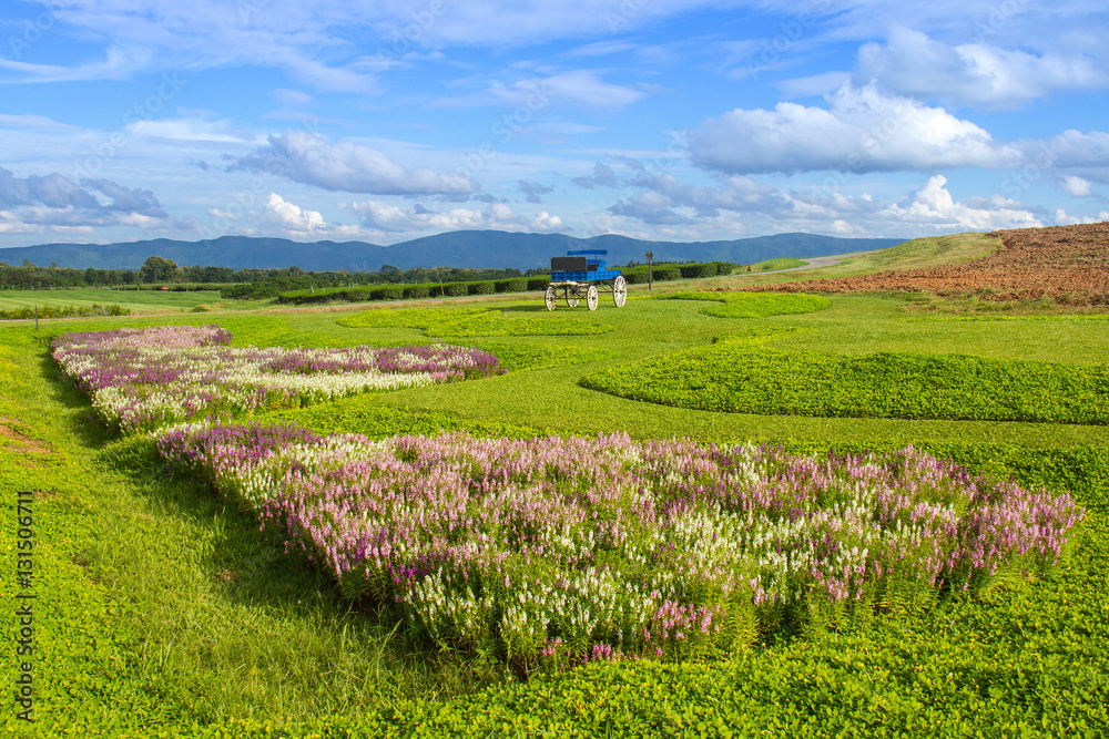 Flower plantation, green grass hill and bright blue sky, for background